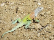 敏捷的蜥蜴图片大全