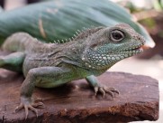 敏捷的蜥蜴图片大全