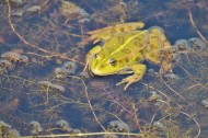 池塘里的青蛙图片大全