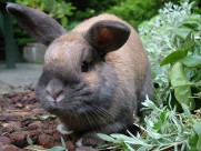 灰色的兔子图片大全