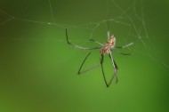 一只蜘蛛高清图片