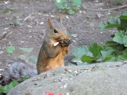 灵巧可爱的小松鼠图片大全