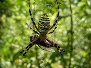 一只蜘蛛高清图片