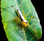 一只蜘蛛高清图片