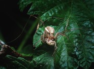 一只蜘蛛高清图片