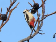 啄木鸟高清图片大全