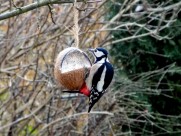 啄木鸟高清图片大全