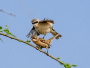 中华攀雀鸟类图片