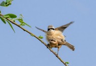 中华攀雀鸟类图片