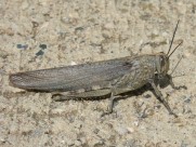 蚱蜢微距摄影图片大全