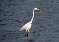 洁白的白鹭图片大全