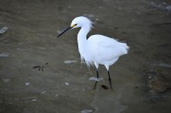 洁白的白鹭图片大全