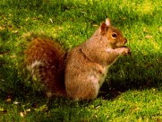 红褐色的小松鼠图片大全