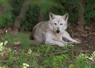 凶残的野狼图片