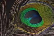 光鲜的孔雀羽毛图片