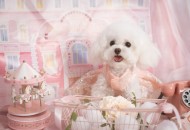 萌萌的泰迪犬图片大全