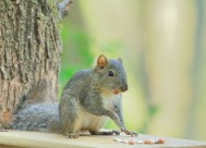 活泼的小松鼠图片大全