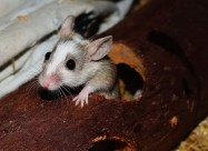 可爱的小老鼠图片大全