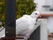 白色的鸽子图片