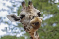 长颈鹿头部图片