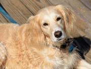 温顺的金毛犬图片大全