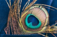 光鲜的孔雀羽毛图片大全