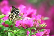 恋花的蝴蝶图片大全