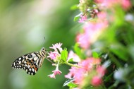 恋花的蝴蝶图片大全