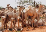 骆驼高清图片大全