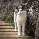 扭头张望的猫图片