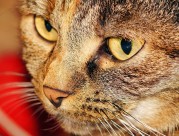 猫的脸部特写图片