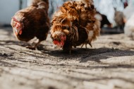 鸡在地上走的图片