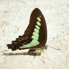 各种漂亮的蝴蝶图片