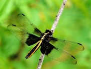 可爱的蜻蜓图片