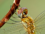 可爱的蜻蜓图片