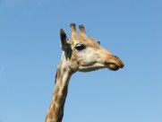 可爱长颈鹿头部特写图片