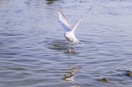 飞翔觅食的白色海鸥图片
