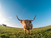 憨厚的牦牛牛图片