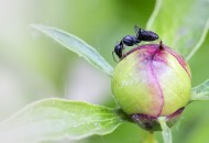 不辞劳苦的蚂蚁图片