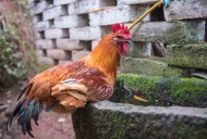 散养生态公鸡图片