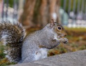 贪吃的小松鼠图片