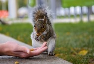 贪吃的小松鼠图片