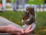 贪吃的小松鼠图片