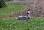 贪吃的小松鼠图片