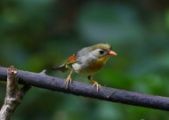 红嘴相思鸟图片大全