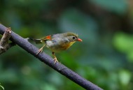 红嘴相思鸟图片大全