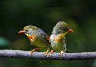 红嘴相思鸟图片大全