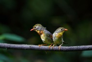 红嘴相思鸟图片大全