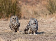 长尾林鸮图片大全