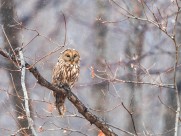 长尾林鸮图片大全